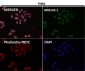 Anti-MAP1LC3A/Lc3A Rabbit Monoclonal Antibody